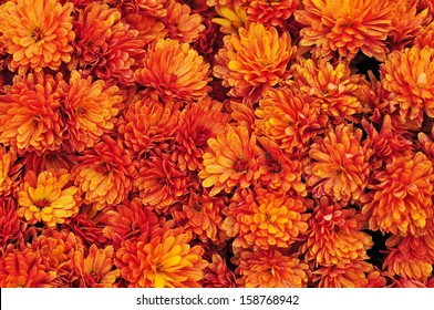 Orange Chrysanthemum Flowers Background