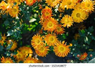 Orange chrysanthemums blooming in autumn in the garden