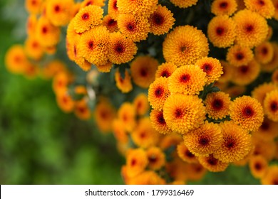 Orange chrysanthemums close-up in the garden. Beautiful autumn flower background. Soft focus and lighting. Blurred background with space for text. - Powered by Shutterstock