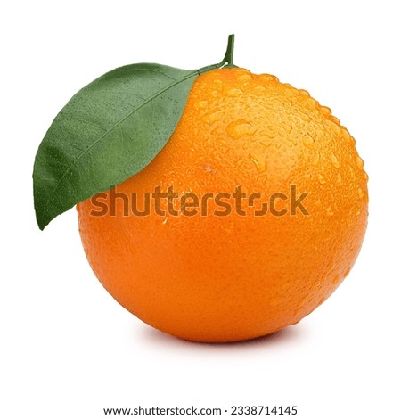 Orange citrus fruit, blank background