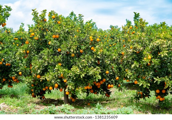 Orange Citrus Fruit Plantations Rows Orange Stock Photo (Edit Now ...