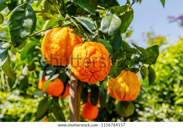 Orange citrus fruits grow on a small citrus tree.\
Citrus aurantium Corrugato or bitter orange or bitter mandarin on\
dwarf  tree.