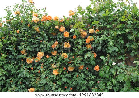 Orange climbing shrub rose (Rosa) Lady of Shalott Cl blooms in a garden in June