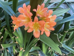 Orange Clivia Flower In Bloom In Australia Garden With Green Leaves