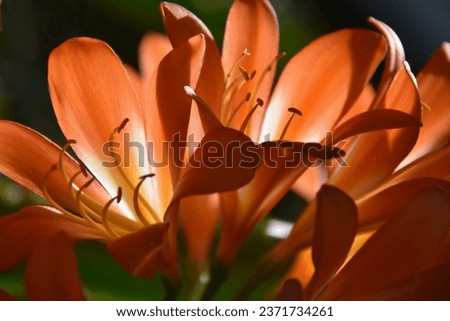 ORANGE CLIVIA FLOWER BLOOMS - A closeup view of a bright brilliant vibrant cluster of flowers with the sunlight shining through the bright colors illuminating the centre stamens