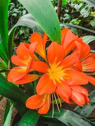 Orange Clivia Flower In A Greenhouse. High Quality Photo