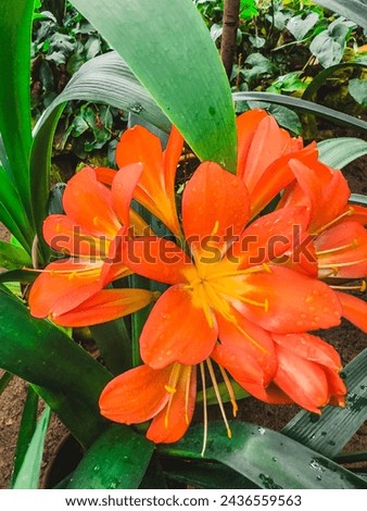 Orange clivia flower in a greenhouse. High quality photo