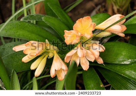 orange clivia flowers in the garden