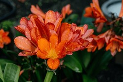Orange Clivia Flowers In Moist Garden Soil