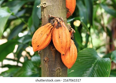 Orange cocoa beans hanging on 'Theobroma Cacao' Cacao tree 
