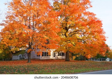 orange color autumn trees in front of houses in residential area              