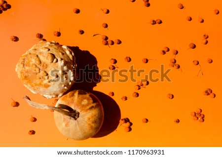 Orange color background with two small pumpkin and berries.Copy space for text