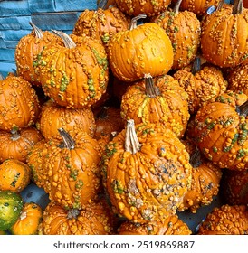 Orange Color bumpy pumpkins and a stack at market