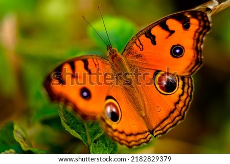 Orange color butterfly from Western Ghats, macro shot