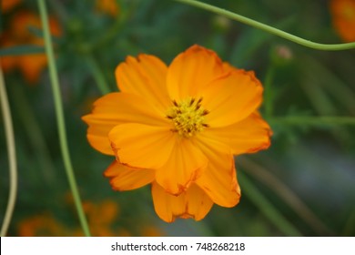 Orange color Cosmos background