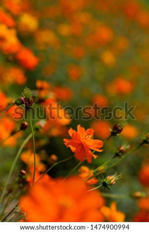 Similar – Mohnfeld Mohnblumen Blume