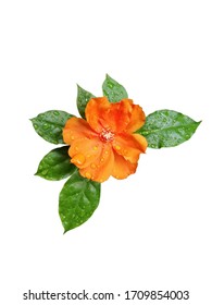 ハワイ 花 ケニケニ Stock Photos Images Photography Shutterstock