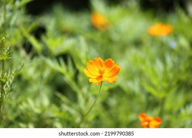 The Orange Color Of The Flower Leaves A Lasting Impression.