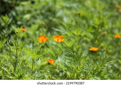 The Orange Color Of The Flower Leaves A Lasting Impression.