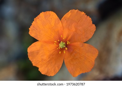 Orange color forest poppy flower, four petals, top view - Powered by Shutterstock