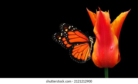 orange color in nature. colorful orange monarch butterfly on orange tulip flower in water drops isolated on black. copy space