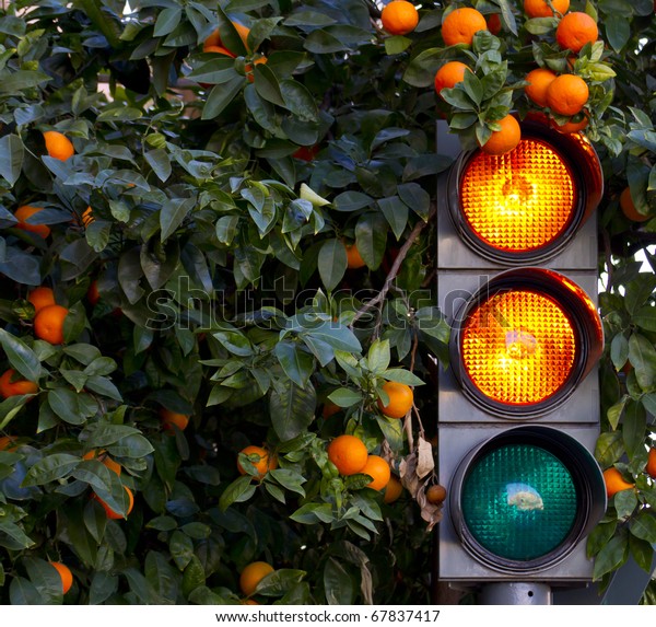 orange color on the traffic light with a\
orange tree in\
background