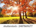 Orange color trees, green grass and red brown leaves in fall city park. Beautiful autumn park. Autumn tree with golden and red leaves.