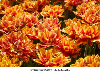 Orange color tulip flowers background. Selective focus of beautiful fringed tulips in spring park