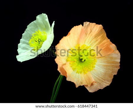 Similar – Image, Stock Photo poppy seed