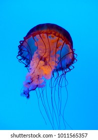 Orange Colored Jelly Fish In Aquarium