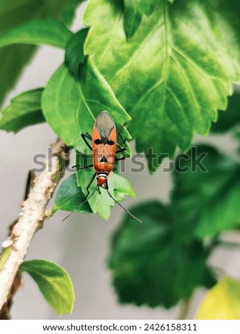orange colorful Arthropoda at the garden