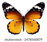 Orange colorful butterfly Danaus chrysippus Plain Tiger, African Monarch isolated on white, close-up, macro. Design element. Danaidae, collection butterflies, insects.