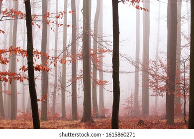 Orange colors in winter foggy forest without snow
