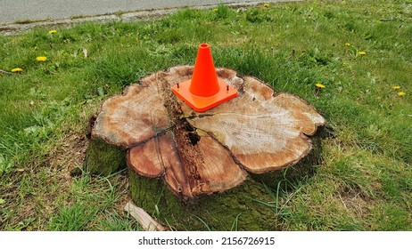 An Orange Cone On A Young Maple Tree Trunk