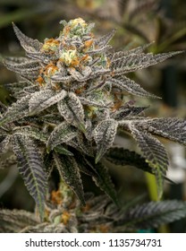 Orange Cookies Live Cannabis Flower 