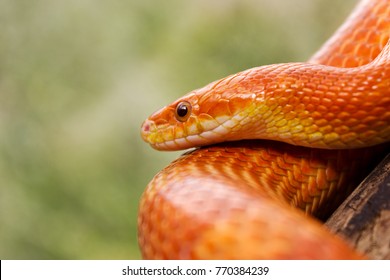 1,755 Colorful corn snake Images, Stock Photos & Vectors | Shutterstock