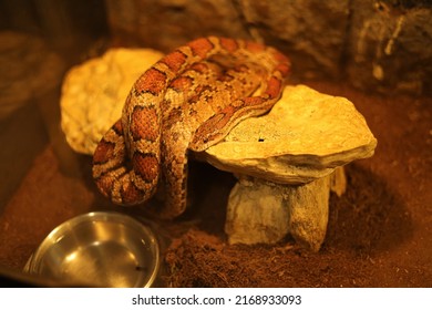 The orange corn snake curled into a ring. A snake in a terrarium behind glass.