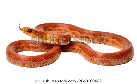 Orange corn snake with patterned scales and flicking tongue