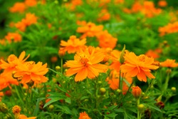 Orange Cosmos Flower.