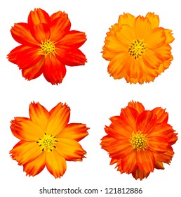 Orange Cosmos Flower Isolated On White