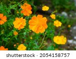 Orange cosmos (sulphureus) flower growing in the garden