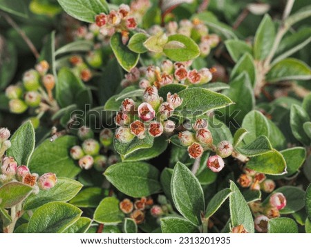 Orange Cotoneaster, whitish pink small flowers and buds with green hairy leaves, close up. Cotoneaster Franchetii is an evergreen shrub, popular ornamental flowering plant of the family Rosaceae.