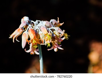 Orange Cotyledon Orbiculata Flower Commonly Known Stock Photo 782760220 ...