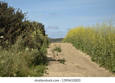 Orange County California: Backbone Trail At Crystal Cove.