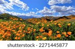Orange County California Poppies Super Bloom 