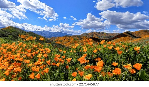 Orange County California Poppies Super Bloom  - Shutterstock ID 2271445877