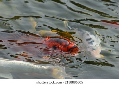 Orange Coy Fish Looking For Food At Top Of Pond