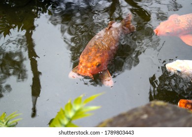 Orange Coy Fish In Pond