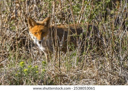 Similar – Europäischer Rotfuchs