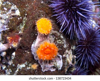 Orange Cup Corals And Purple Urchins Shot While Scuba Diving On Santa Cruz Island, Part Of The Channel Islands Off The Coast Of Southern California.